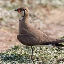 Image result for Calvoa orientalis