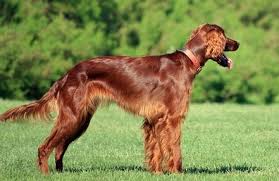 Image result for irský červenobílý setr