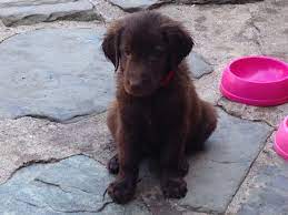 Bob worked as a jackaroo in australia for several years working with horses, cattle, sheep and cattle dogs. Adorable Flat Coated Retriever Puppies For Sale Callander Perthshire Pets4homes