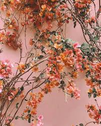 Pin By Juana Nave On Flower Plant Beautiful Flowers Photography Flowers Photography Flower Aesthetic