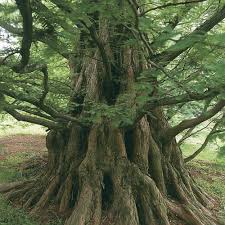 Image result for Metasequoia glyptostroboides