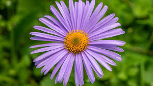 Image result for Aster
