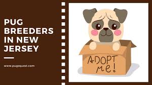 Maybe you would like to learn more about one of these? Pugs For Sale In New Jersey List Of Nj Pug Breeders