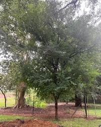 Image result for Berchemia zeyheri