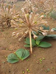 Image result for Brunsvigia