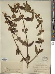 Image result for Hyptis lanceolata