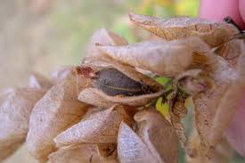 Image result for Flemingia strobilifera