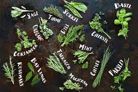 Here are some common medicinal herbs. How To Cook With Herbs Features Jamie Oliver