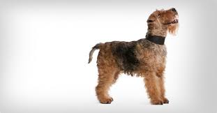 Image result for velšteriér