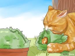 Kedilerin Bahceye Kaka Yapmasi Nasil Engellenir Wikihow
