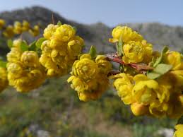 Image result for Berberis