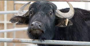 buffalo milk wairiri buffalo