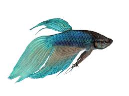 Also known as the siamese fighting fish, betta fish are known for their long, flowing tails and bright color. Blue Siamese Fighting Fish Betta Splendens In Front Of A White Background Sponsored Fighting Fish Blue Siame Siamese Fighting Fish Betta Betta Fish