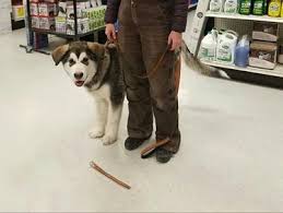 We did not find results for: Harvest Moon Malamutes Breeder Malamute Puppies