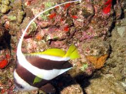 The schooling bannerfish (heniochus diphreutes) , is also known as the coachman or pennant bannerfish. Schooling Bannerfish Heniochus Diphreutes Butterflyfishes False Moorish Idol Pennantfish Pennant Butterflyfish Tropical Reefs