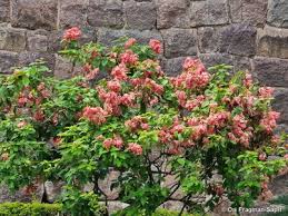 Image result for Mussaenda rivularis