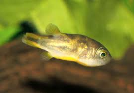 Malabar Puffer Dwarf Puffer Malabar Pufferfish