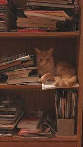 Cats Cats And Kittens Cute Animals