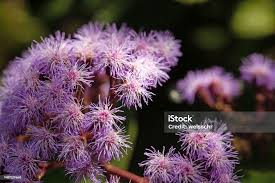 Image result for Bartlettina