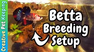 If you have the abundant time, resources, knowledge. Betta Breeding Tank Setup And Moving The Fishroom To The Kitchen Fish Fan Friday Vlog Youtube