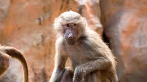 Wait What The First Human Monkey Hybrid Embryo Was Just Created In China Monkey who becomes a russian tramp. first human monkey hybrid embryo