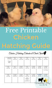 Church's fried chicken coupons printable. Chicken Hatching Printable Wandering Hoof Ranch