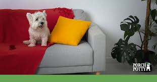 How To Get Dog Pee Out Of Your Couch
