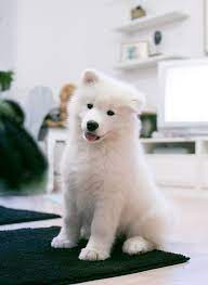 Samoyed Puppy My Bonnie Bonnie Puppy Samoyed Samoyed Dogs Samoyed Puppy Dogs