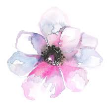 Anemones Floral Watercolor Watercolor Flowers Anemone