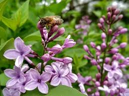 We did not find results for: 10 Effective Rabbit Resistant Plants And Flowers That Work Florgeous