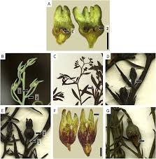 Image result for Thesium goetzeanum