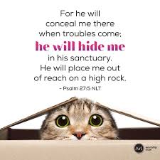 Look At The Birds Of The Air Nlt Pin By Kenda Hobaugh On Bible In 2020 Verse Of The Day Scripture Reading Verse