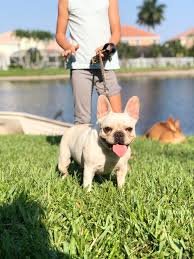 Registered french bulldog puppies registered french bulldog puppies ready to go now.healthy french bulldog puppies.they will make a great addition to. Sunshine State Frenchies