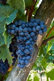 Top 6 Barbera Wines Barbera Wine Wine And Spirits Grapes