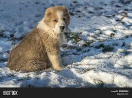 Are you ready to get a big dog?do you have experience with guard dogs? Alabai Dog Puppy Image Photo Free Trial Bigstock
