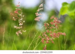 Image result for Melinis repens