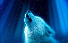 Explore and download tons of high quality wolf wallpapers all for free! Wolf 4k Ultra Hd 16 10 Wallpapers Hd Desktop Backgrounds 3840x2400 Images And Pictures