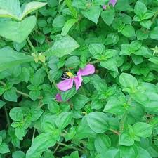 Image result for Dissotis speciosa