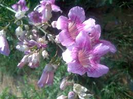 Image result for Podranea brycei