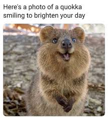 38 Funny Animal Memes Of The Day To Make You Impossible Not To Laugh Justviral Net Funny Animals Cute Baby Animals Funny Animal Memes