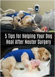 5 Tips For Helping Your Dog Heal After Neuter Surgery Doghealing Dog Spay Recovery Neutering Dogs Dog Spay