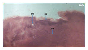 Image result for Strophanthus welwitschii