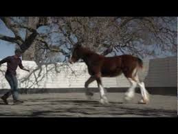 Budweiser 2013 Clydesdale Super Bowl Commercial Extended Edition Video Budweiser Clydesdales Clydesdale Budweiser Commercial