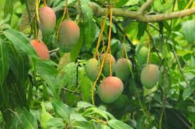There are mango trees reported to be bearing fruit that are older than 300 years. How To Grow A Mango Tree Step By Step Directions To Grow A Mango