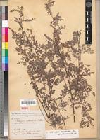 Image result for Indigofera dendroides