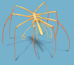 Image result for Pycnosphaera