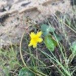 Image result for Nymphoides forbesiana