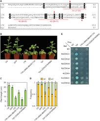 Check spelling or type a new query. A Distinct Class Of Plant And Animal Viral Proteins That Disrupt Mitosis By Directly Interrupting The Mitotic Entry Switch Wee1 Cdc25 Cdk1 Science Advances