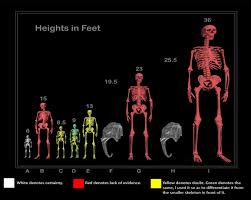 Grading The Giant Human Skeleton Chart True Freethinker