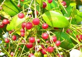 Image result for Salvadora